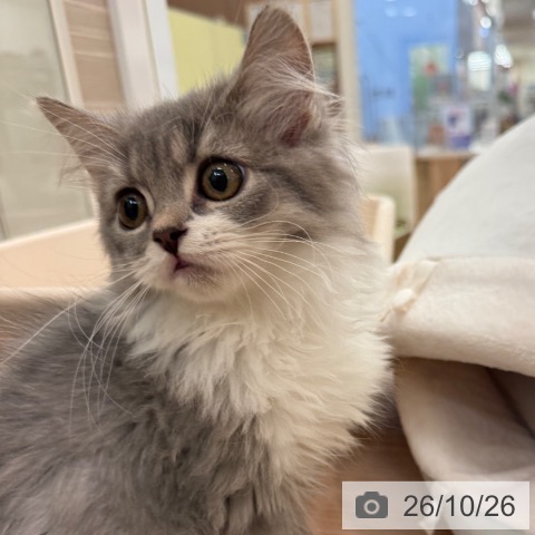 スコティッシュフォールドの写真