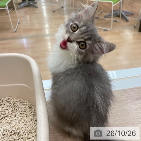 スコティッシュフォールドの写真