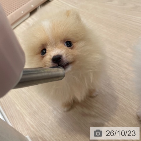 ポメラニアンの写真