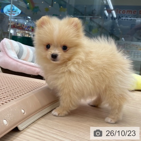 ポメラニアンの写真