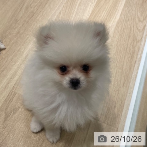 兵庫県のポメラニアン (ペットプラス 神戸三宮店/2026年8月24日生まれ/男の子/ホワイト)の子犬の4枚目の画像
