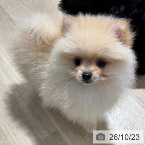 ポメラニアンの写真