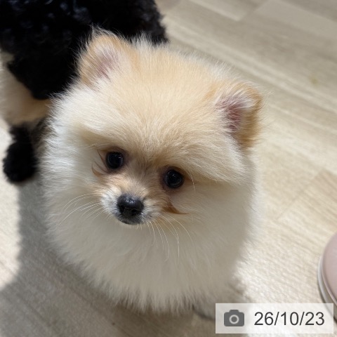 ポメラニアンの写真