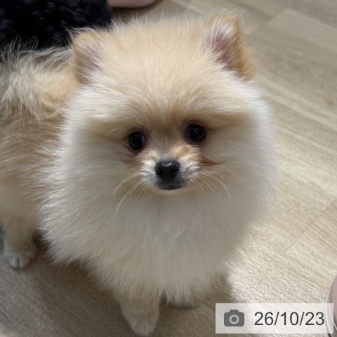 ポメラニアンの写真