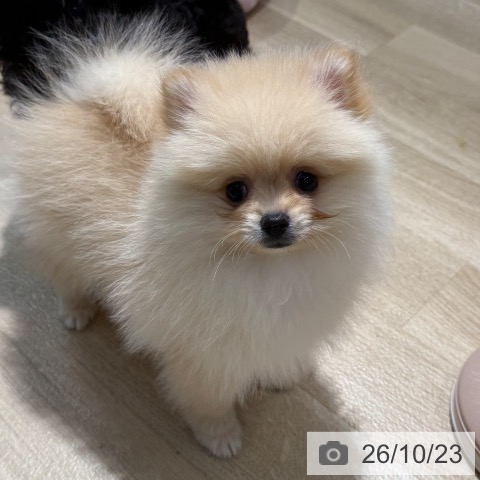 ポメラニアンの写真