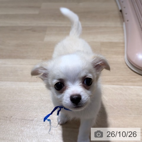 チワワの写真