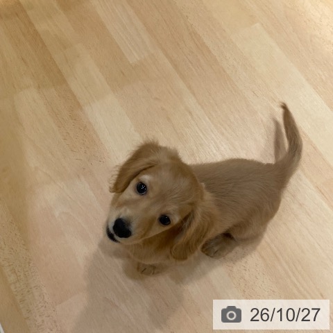 ミニチュア・ダックスフンドの写真