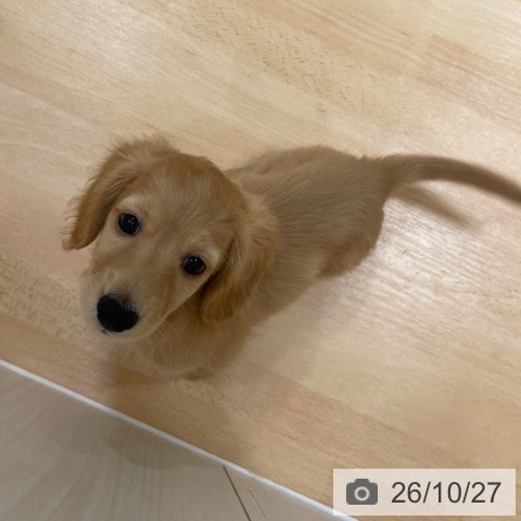 ミニチュア・ダックスフンドの写真