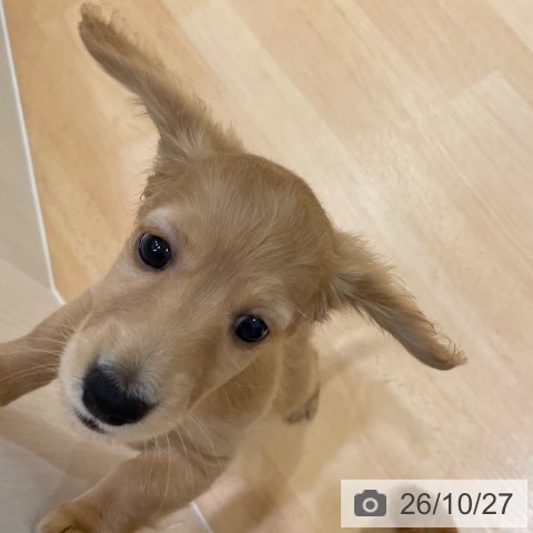 ミニチュア・ダックスフンドの写真