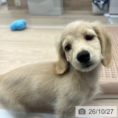ミニチュア・ダックスフンドの写真