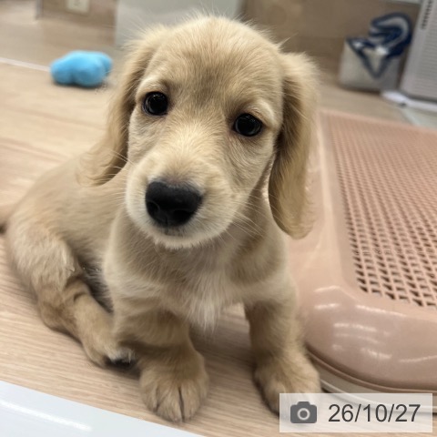ミニチュア・ダックスフンドの写真