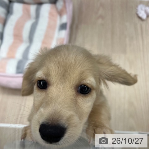 ミニチュア・ダックスフンドの写真