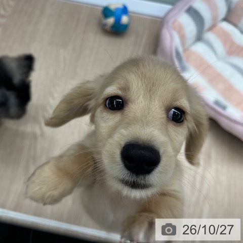 ミニチュア・ダックスフンドの写真