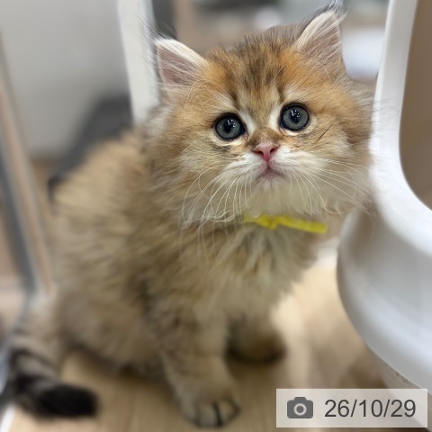 大阪府のペルシャ (ペットプラス イオン大日店/2026年8月22日生まれ/男の子/チンチラゴールデン)の子猫の4枚目の画像
