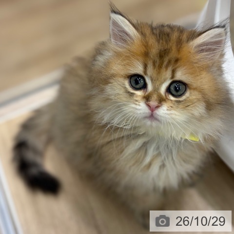 大阪府のペルシャ (ペットプラス イオン大日店/2026年8月22日生まれ/男の子/チンチラゴールデン)の子猫の3枚目の画像