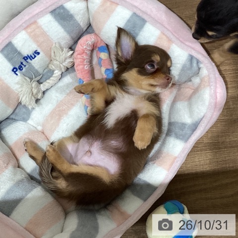 チワワの写真