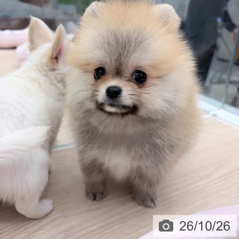 ポメラニアンの写真