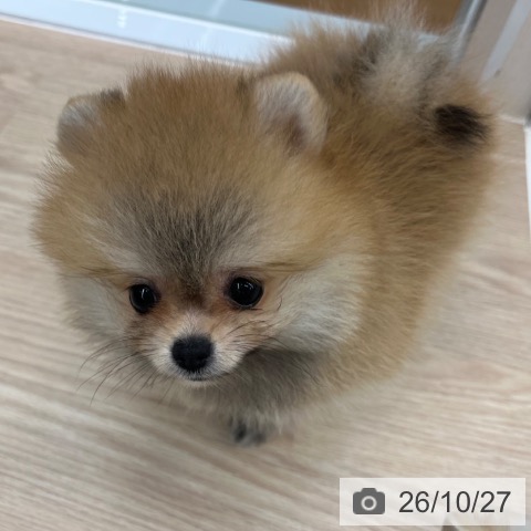 ポメラニアンの写真