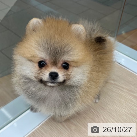 ポメラニアンの写真