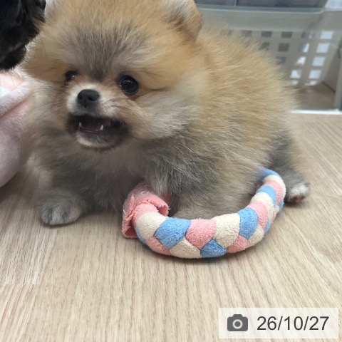 ポメラニアンの写真