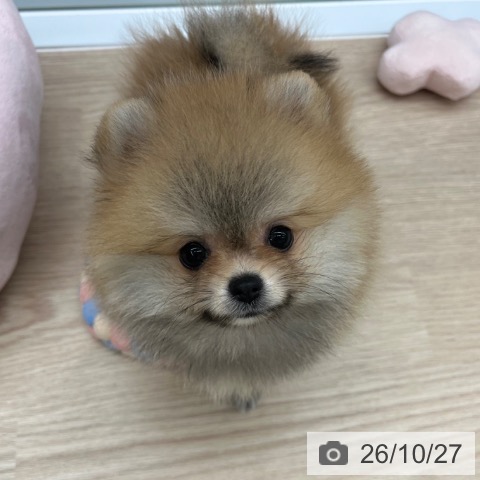 ポメラニアンの写真