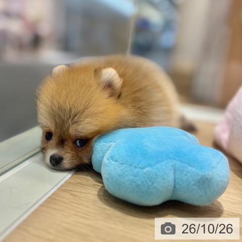 ポメラニアンの写真