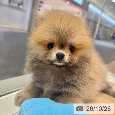 ポメラニアンの写真