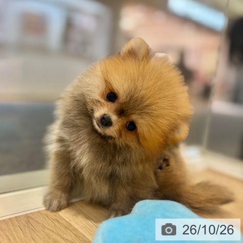 ポメラニアンの写真