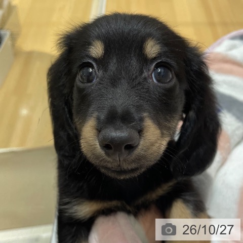 ミニチュア・ダックスフンドの写真