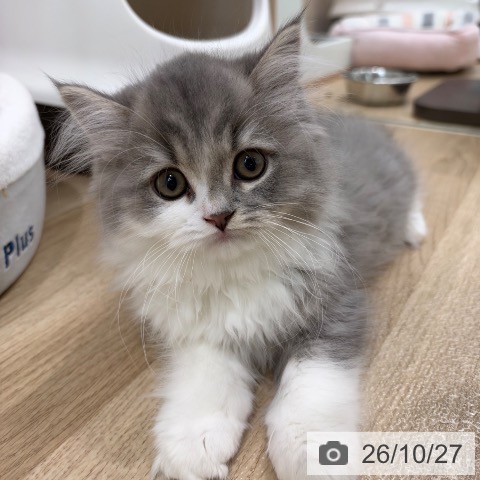 大阪府のブリティッシュロングヘアー (ペットプラス イオン大日店/2026年7月30日生まれ/男の子/ブルータビーホワイト)の子猫の4枚目の画像