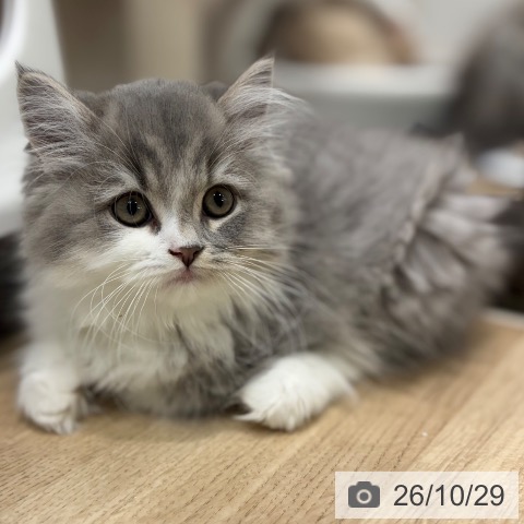 大阪府のブリティッシュロングヘアー (ペットプラス イオン大日店/2026年7月30日生まれ/男の子/ブルータビーホワイト)の子猫の3枚目の画像