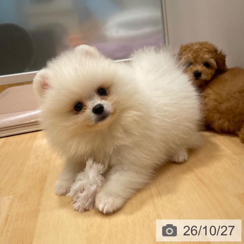 ポメラニアンの写真