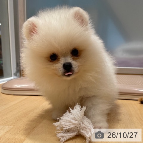 ポメラニアンの写真