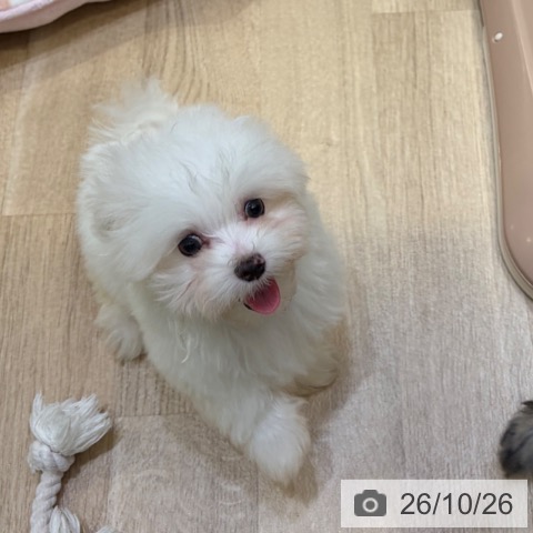 マルチーズの写真
