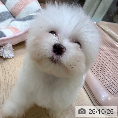 マルチーズの写真