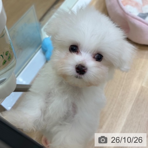 マルチーズの写真
