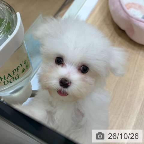 マルチーズの写真
