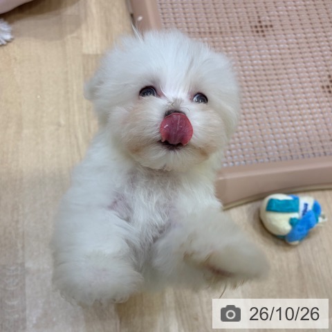 マルチーズの写真