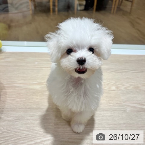 マルチーズの写真