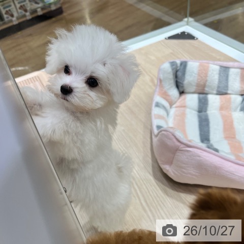 マルチーズの写真