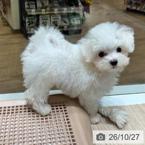 マルチーズの写真