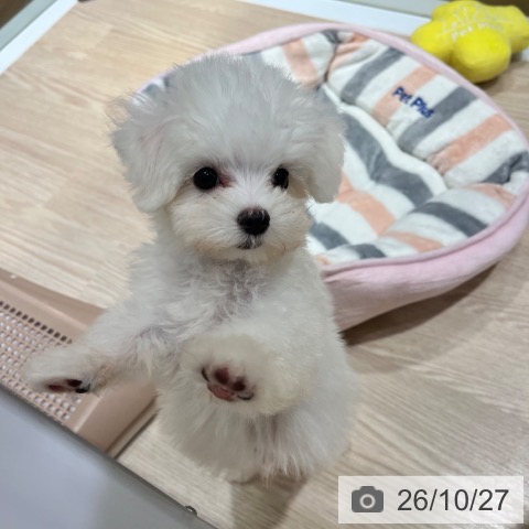 マルチーズの写真