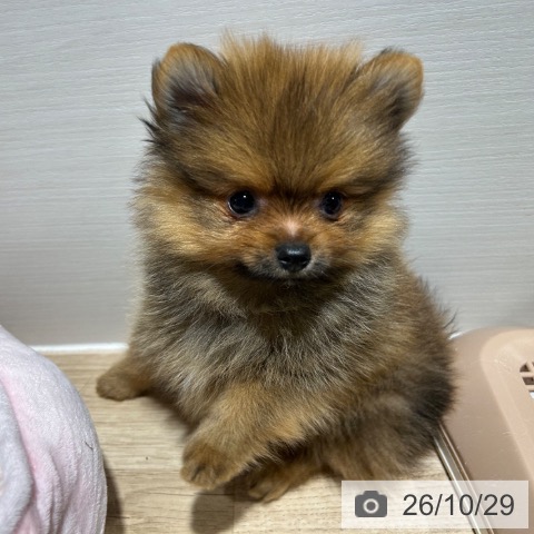 ポメラニアンの写真