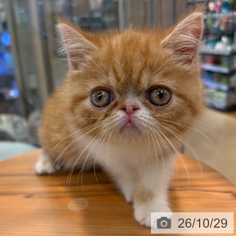 エキゾチックの写真