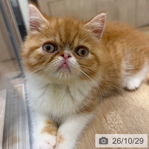 エキゾチックの写真
