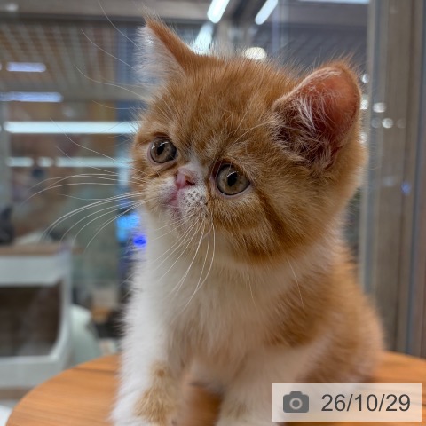 エキゾチックの写真