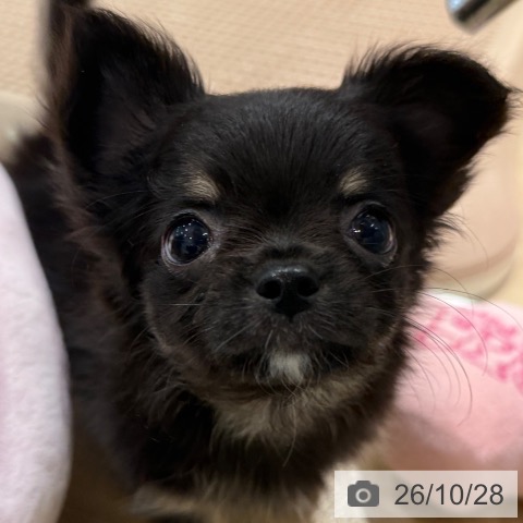 チワワの写真