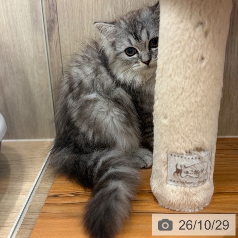 大阪府のラガマフィン (ペットプラス イオン大日店/2026年7月29日生まれ/男の子/シルバータビー)の子猫の4枚目の画像