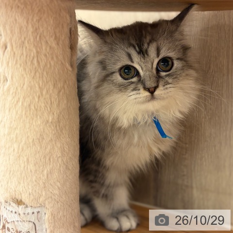大阪府のラガマフィン (ペットプラス イオン大日店/2026年7月29日生まれ/男の子/シルバータビー)の子猫の3枚目の画像