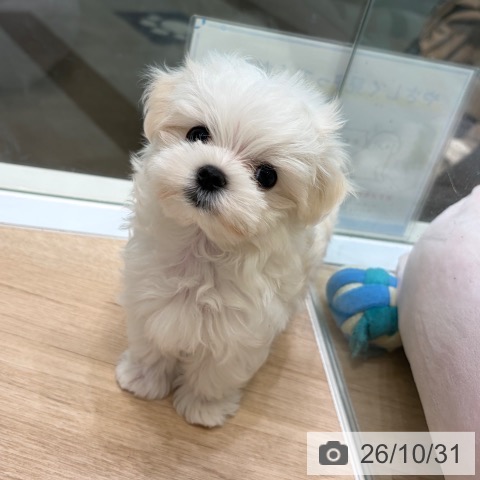 マルチーズの写真
